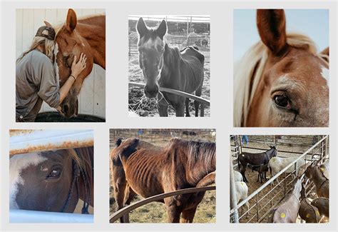 all seated in a barn photos